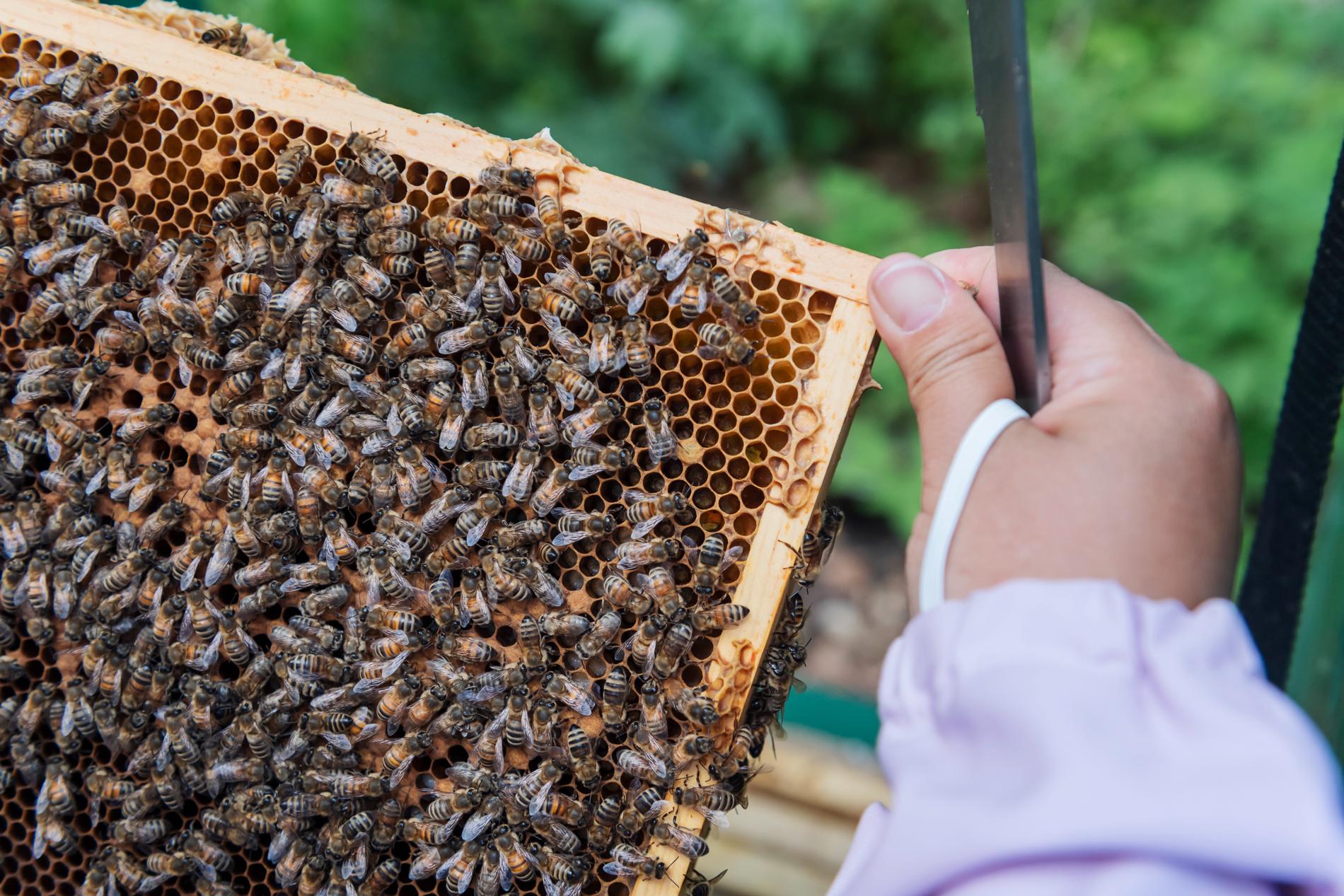 Biodling är viktig för framför allt jordbruk och trädgårdsnäring. Värdet av honungsbins pollinering beräknas till uppemot 640 miljoner kronor. Arkivbild.