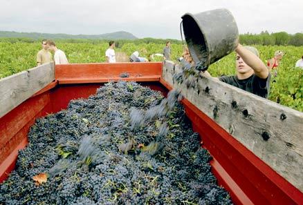 Sugen på att upptäcka vinerna i Provence? Passa på att resa dit i september när skörden pågår för fullt. På de mindre vingårdarna får du själv hjälpa till med skörden. Foto: Åke EricsoN