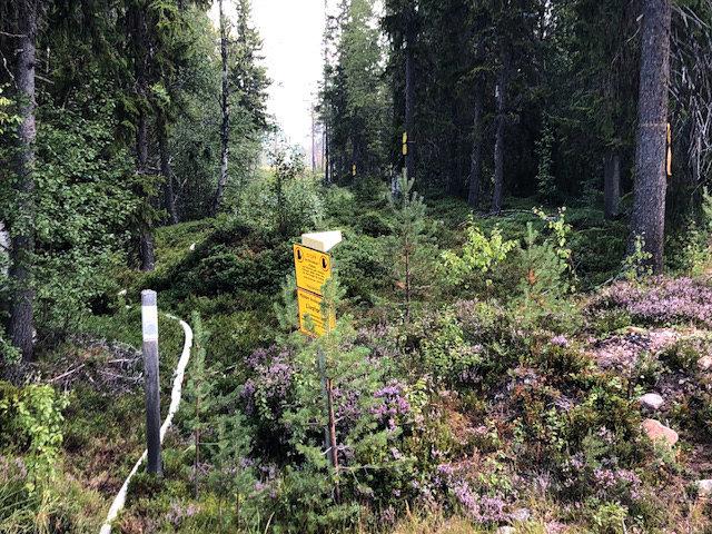 Begränsningslinje i skogen i området för skogsbranden i Älvdalens skjutfält i Trängslet, norra Dalarna.