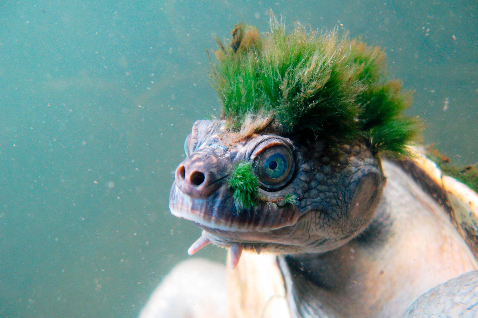 Australiens Mary River-sköldpadda (Elusor marcrurus), den punkiga sköldpaddan med sitt karaktäristiska gröna alghår, hotas av utrotning, varnar Zoological Society of London.