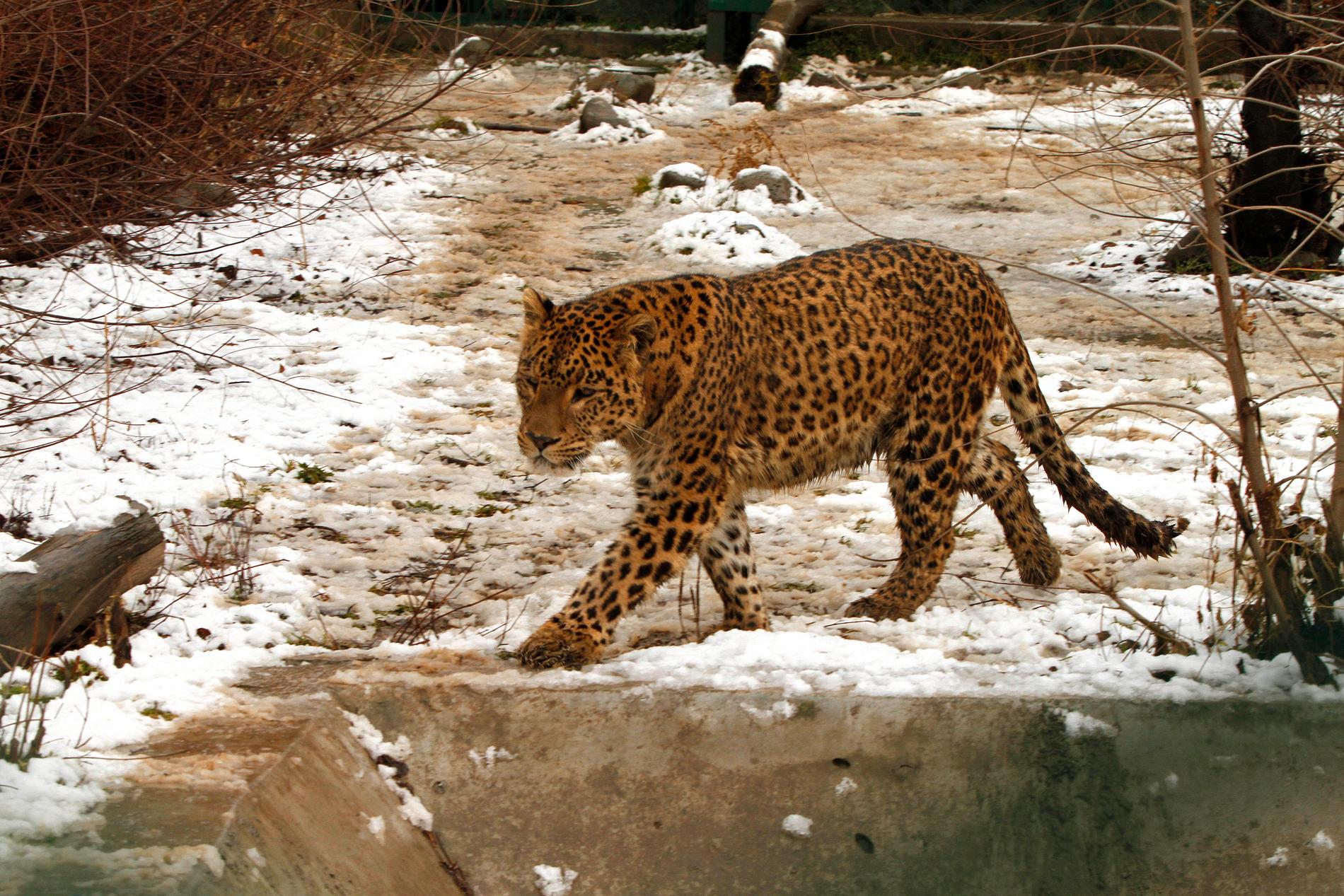 En leopard i nationalparken Dachigam, som ligger i Kashmir i Indien. Arkivbild.