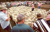 Spekulanterna samlas runt fållorna på fårmarknaden i Narromine. Här finns chans att göra goda affärer när de torkdrabbade böndernas djur slumpas bort.