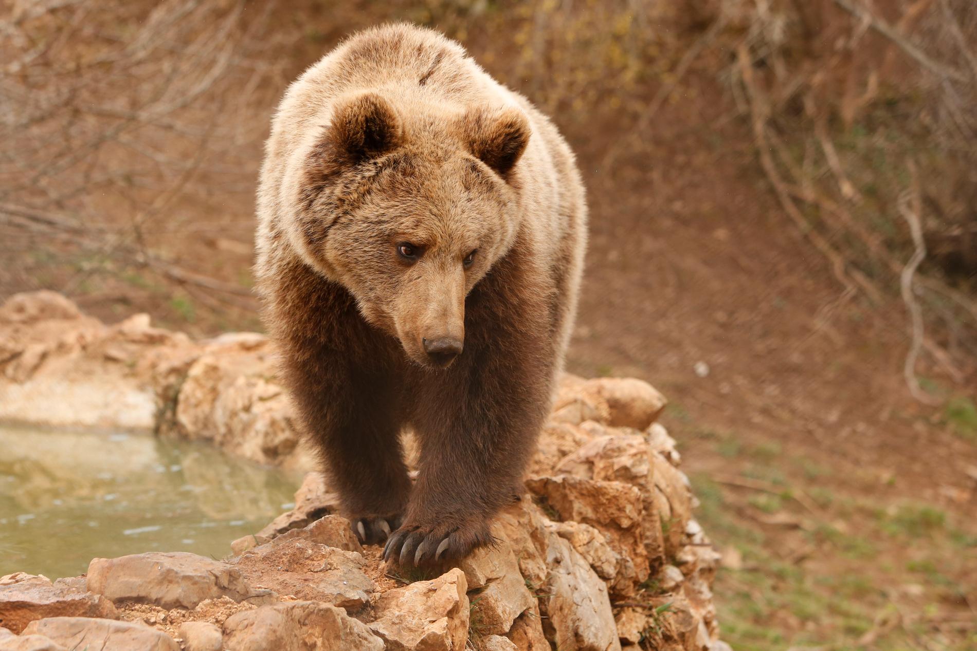 En brunbjörn har hittats skjuten till döds i franska Pyrenéerna. Björnen på bilden är en annan. Arkivbild.