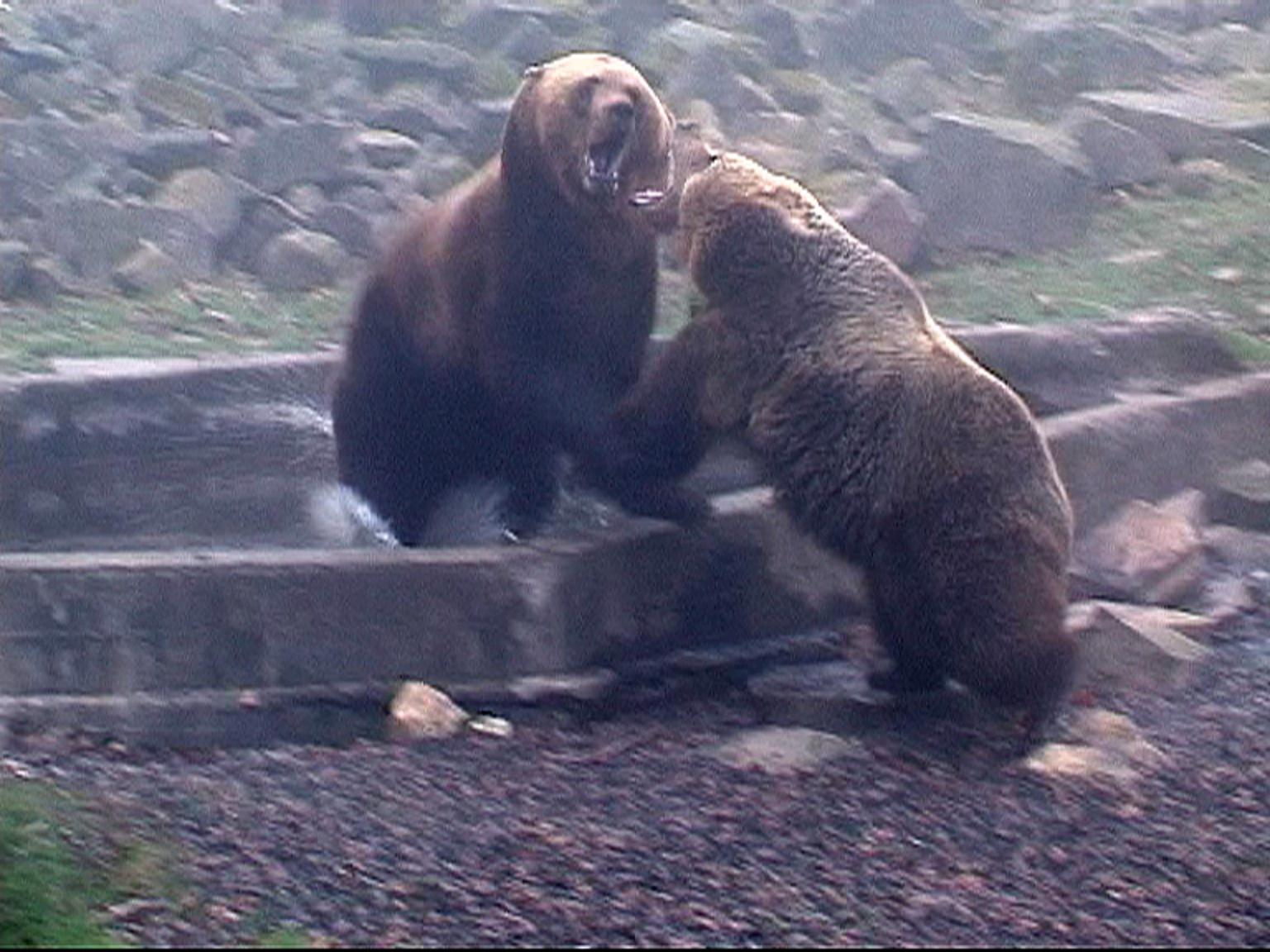 Första mötet mellan Glok och Ester slutade i fullt slagsmål när han kom till Skånes djurpark i april 2008.