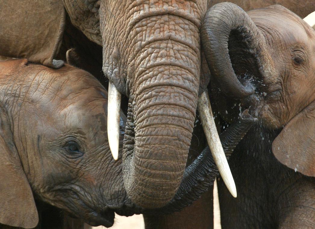 Handeln med elfenben är ett enormt hot mot den afrikanska elefanten.