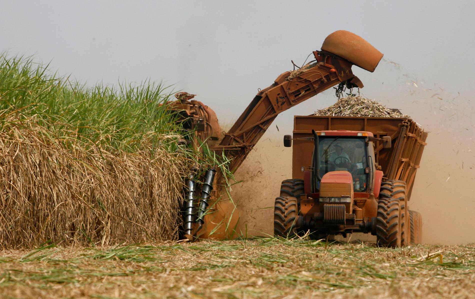 Sockerrör som ska användas som biobränsle skördas i Brasilien