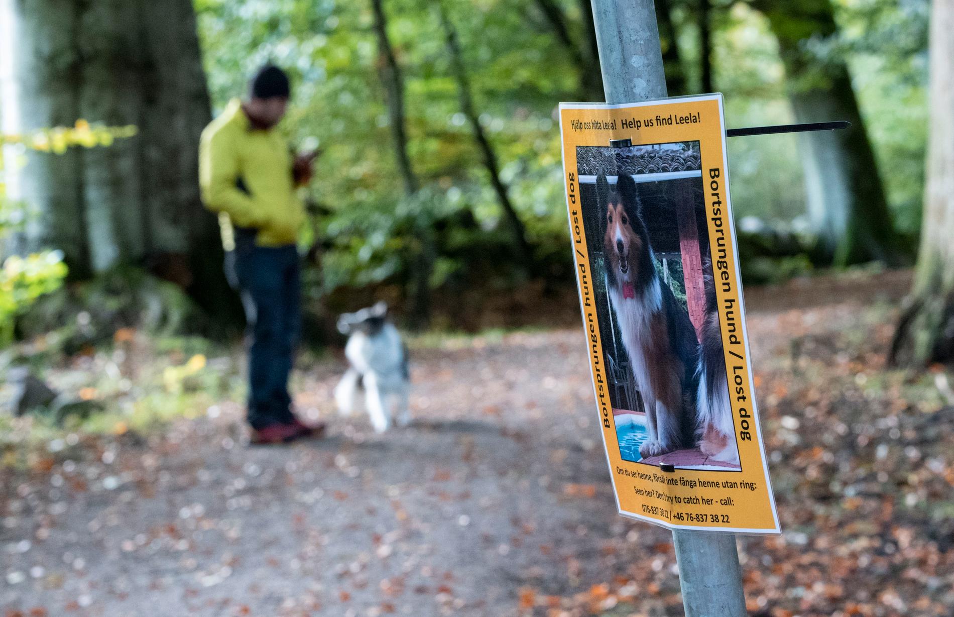 Runt 150 personer har under söndagen sökt efter den bortsprungna agilityhunden Leela i skogen vid Skepparslöv väster om Kristianstad.