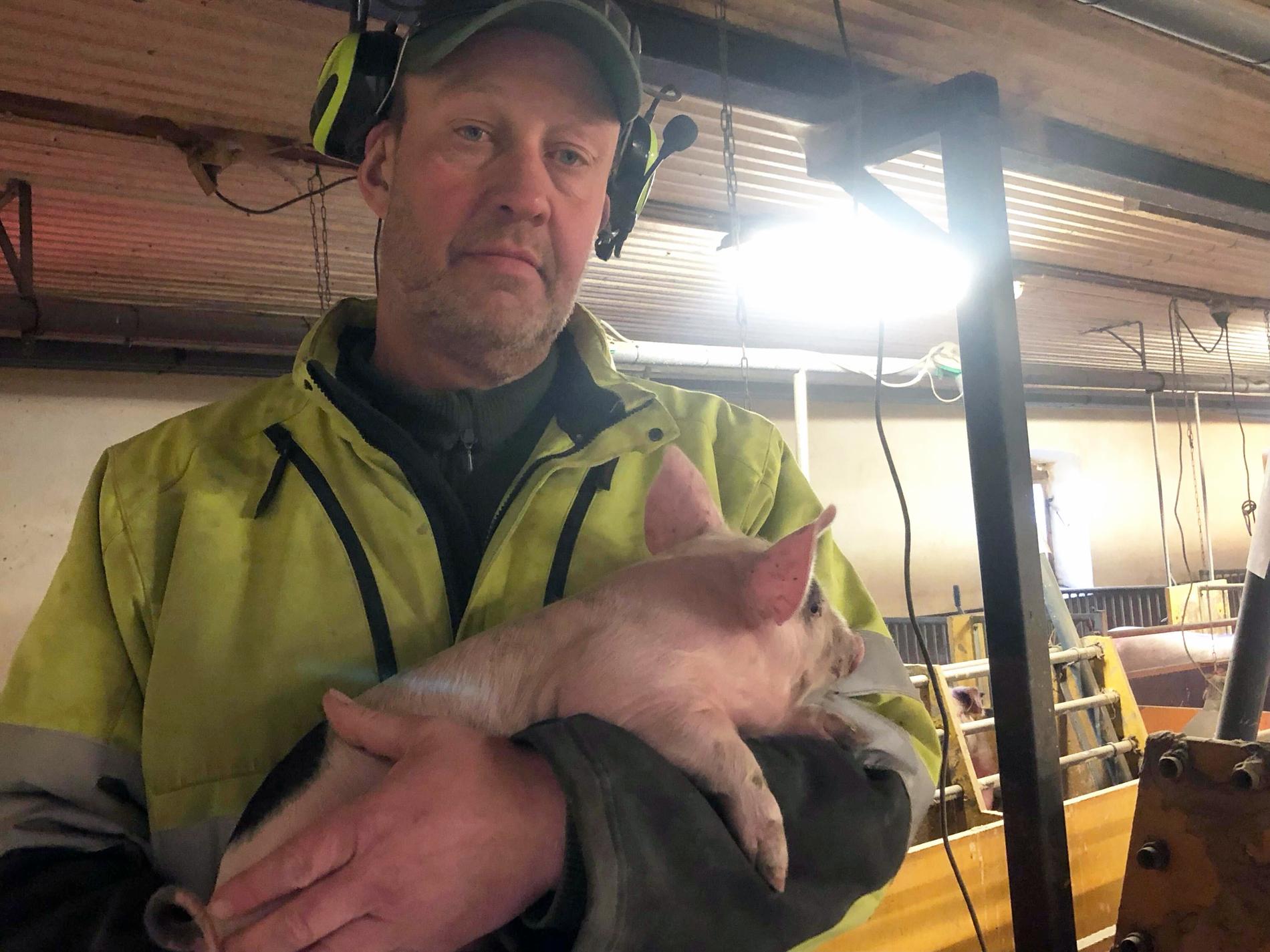 Johan Rydberg kan tvingas lägga ner sin grisgård i Värmland om inte läget förbättras.