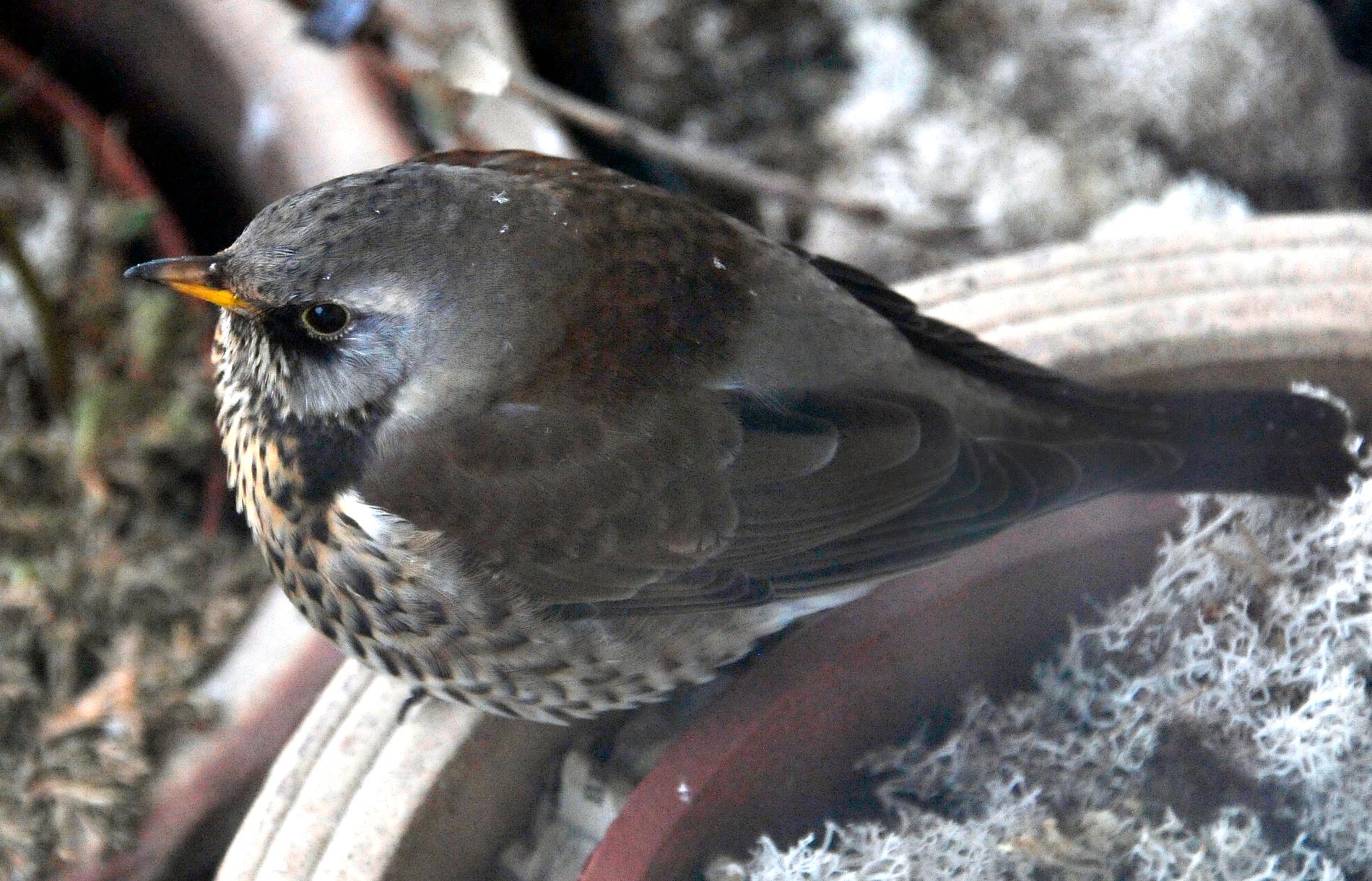 Björktrast burrar upp sig och väntar på våren. Fågeln hör till en av de nya arter som hamnar i kategorin "nära hotad" på rödlistan.