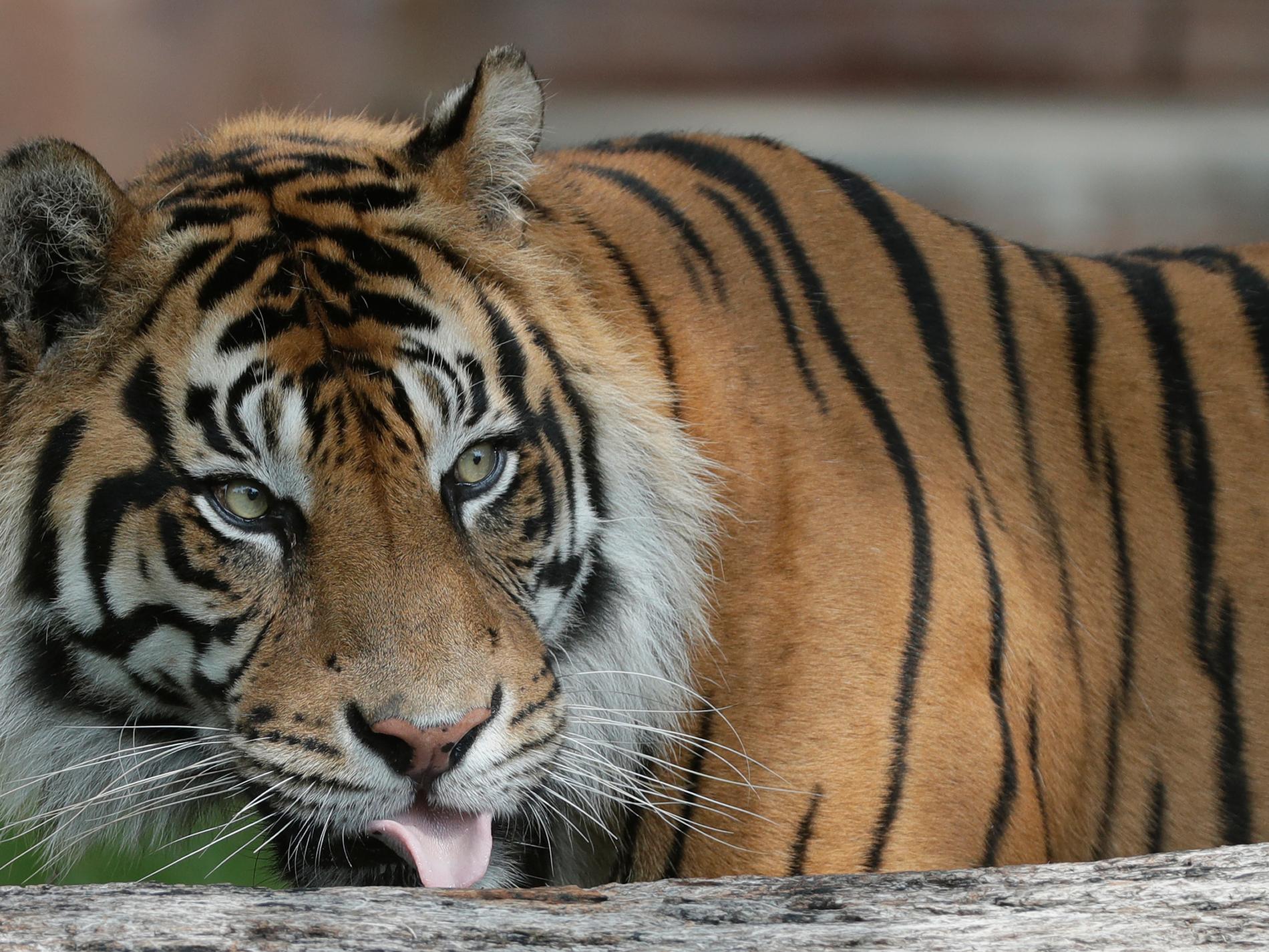Tiger infångad efter upprepade attacker