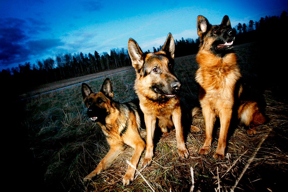 Schäfrar används ofta som polishundar.