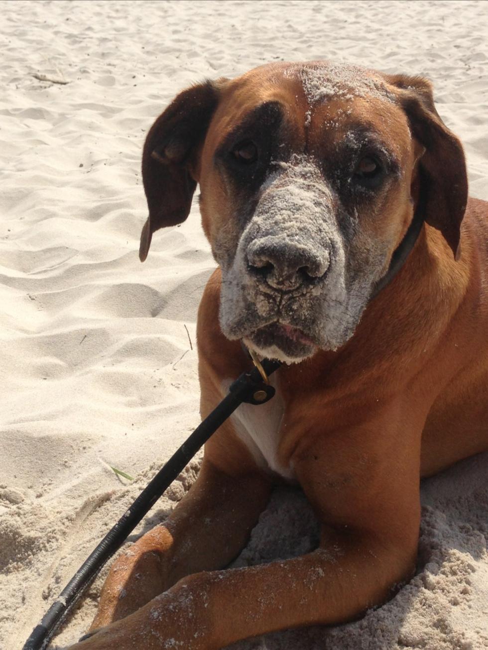 Douglas tycker om att gräva i sanden under semestern i Skåne