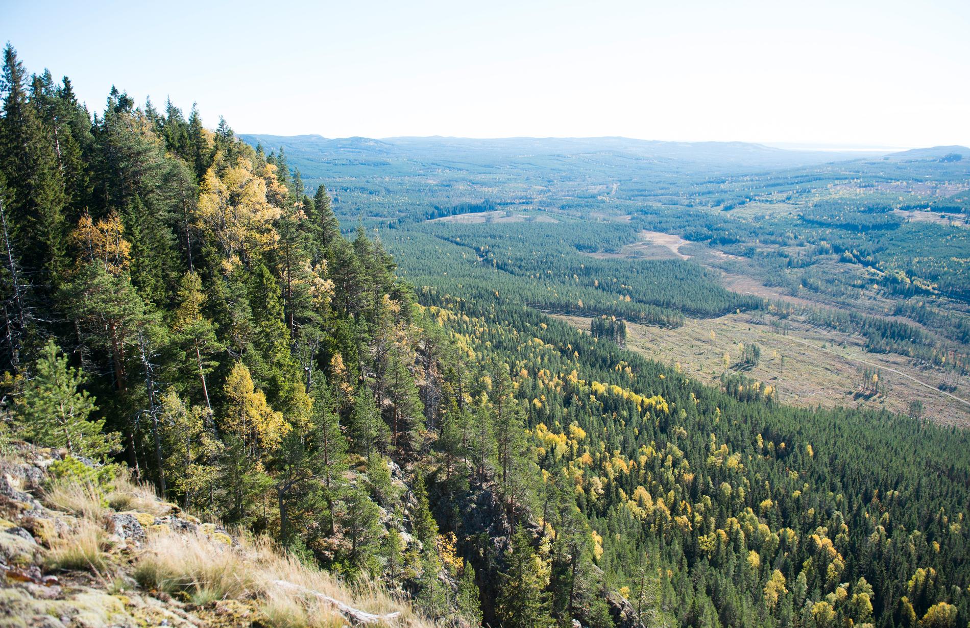 Forskare larmar om att svenska skogarna kan dö av ett varmare klimat. 