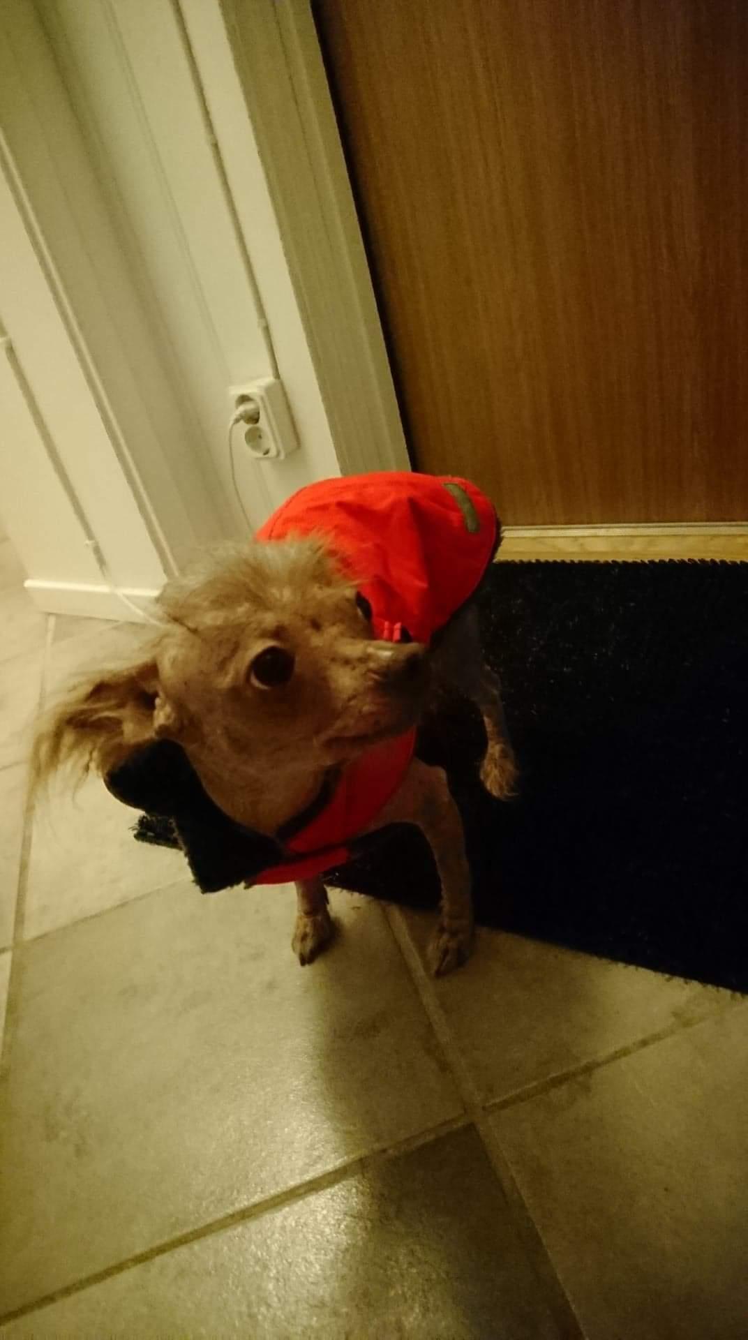 Hunden Wilda skrämdes till döds av smällar på nyårsafton.