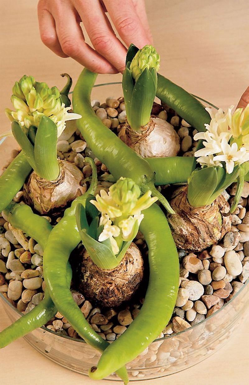 Gör så här: 3. Dekorera jämnt med pepparfrukterna mellan hyacinternas stjälkar.