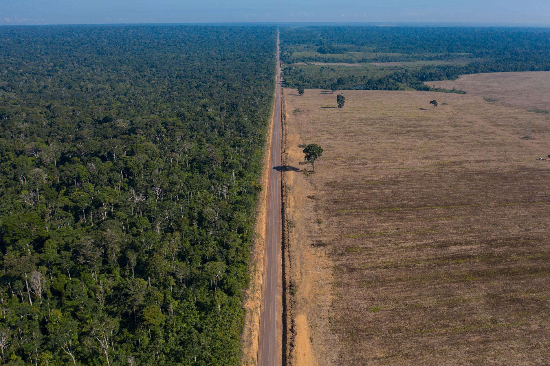 Sojaodling på tidigare skogsmark i Brasilien. Arkivbild.