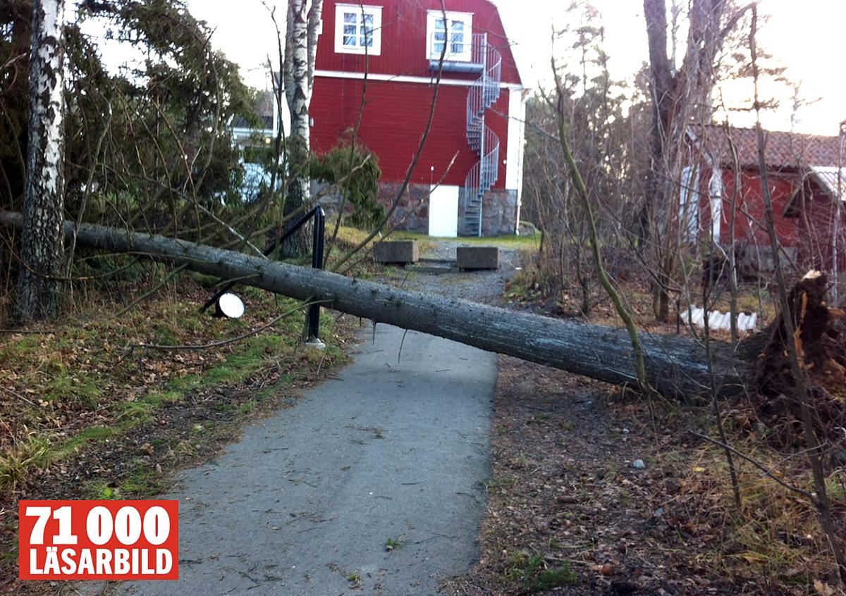 Träd har fallit framför Stäketskolan i Järfälla.
