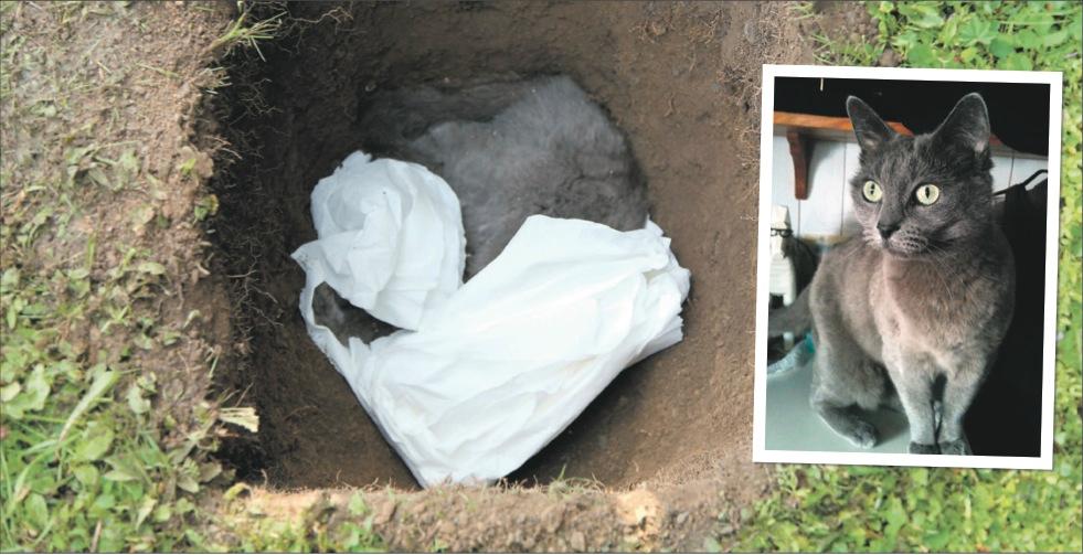 Avlivades Polisen valde att avliva katten Kajsa efter att de inte hade hittat någon märkning på henne. Skottskadan i huvudet täcktes över vid begravningen.