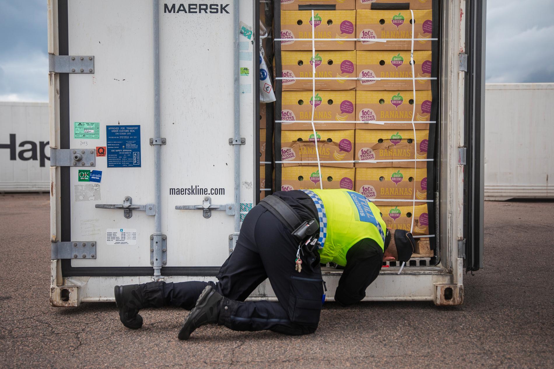 På bilden syns en tulltjänsteman i samband med ett kokainbeslag i Helsingborgs hamn i början av augusti.