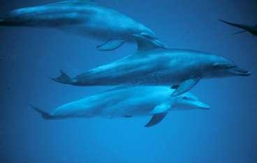 Det turkosa vattnet runt Zanzibar kryllar av delfiner.