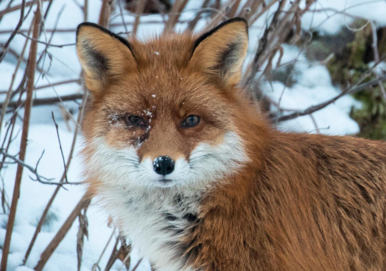 Ett positivt fall av rävens bandmask har hittats i Kungsbacka kommun. Arkivbild.
