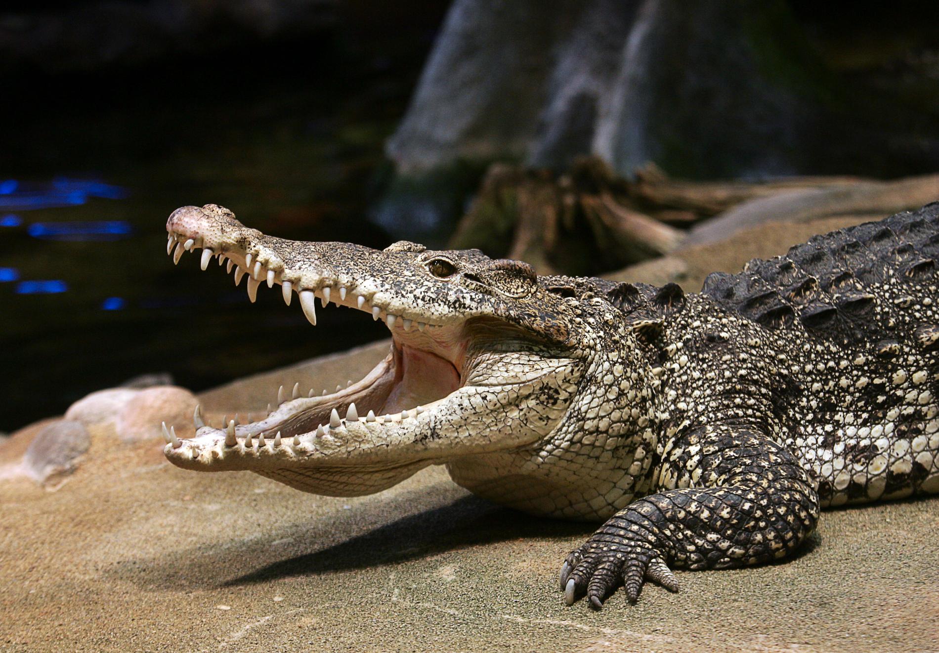 Castro, en av Skansens krokodiler.