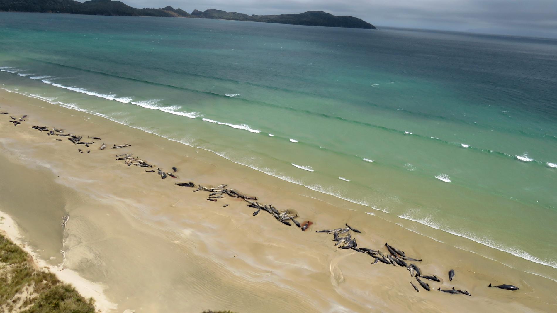 Uppemot 145 grindvalar som strandade vid Mason Bay på nyzeeländska Stewart Island, har dött.