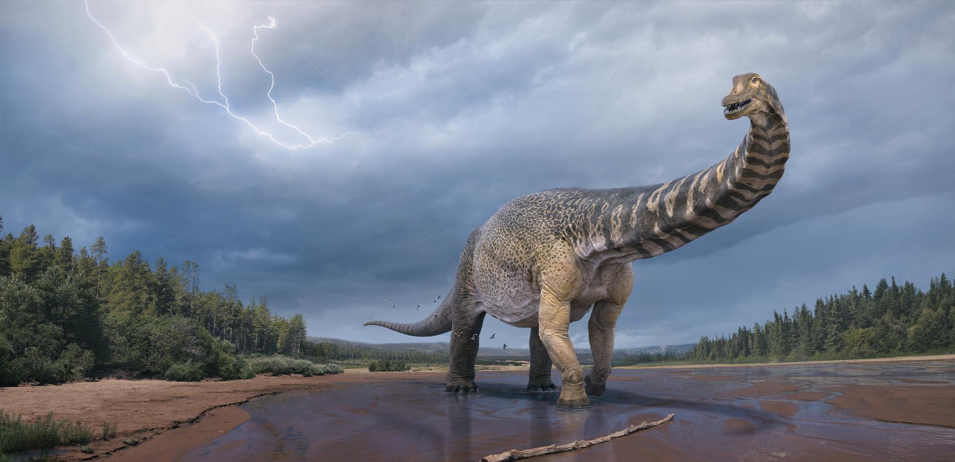 Australotitan cooperensis var en av de största dinosaurierna som någonsin har existerat.