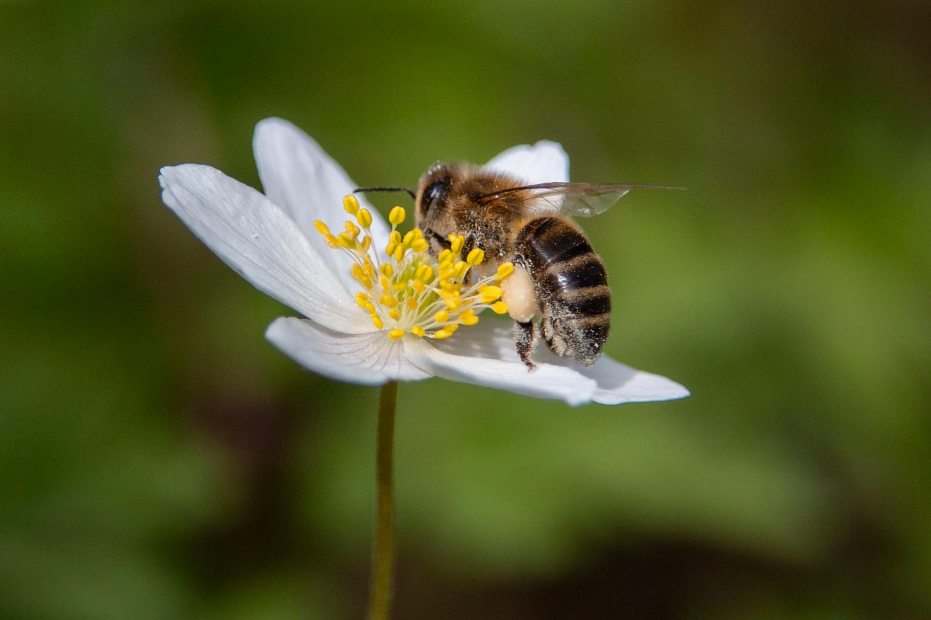 I Sverige finns cirka 270 vilda biarter och en tredjedel av dem är på väg att försvinna. Arkivbild.