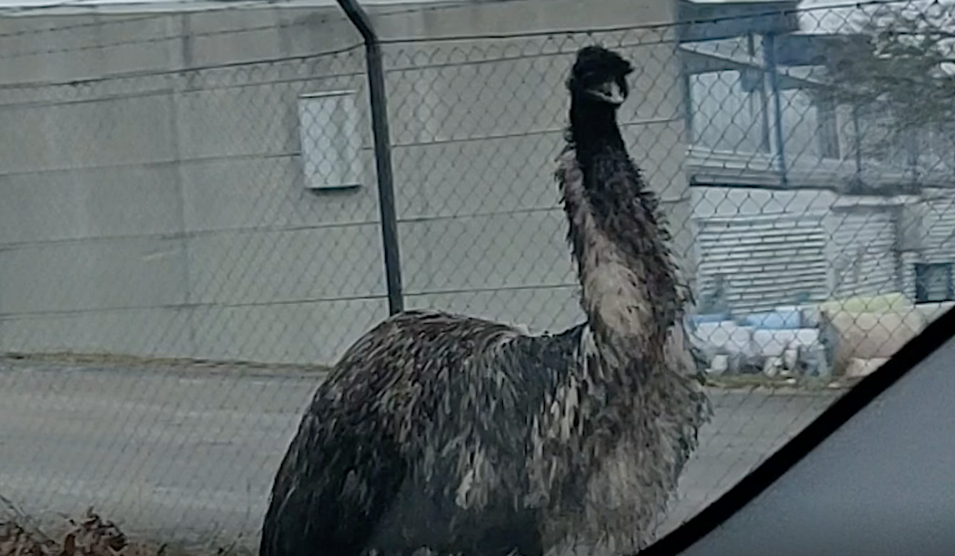 Ivette Gutierrez-Cortez såg emun stå på vägen när hon körde förbi.