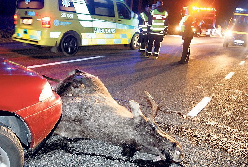 blodigt Varje år blir tiotusentals djur påkörda i trafiken. Aftonbladet har kartlagt platserna där olycksrisken är störst.