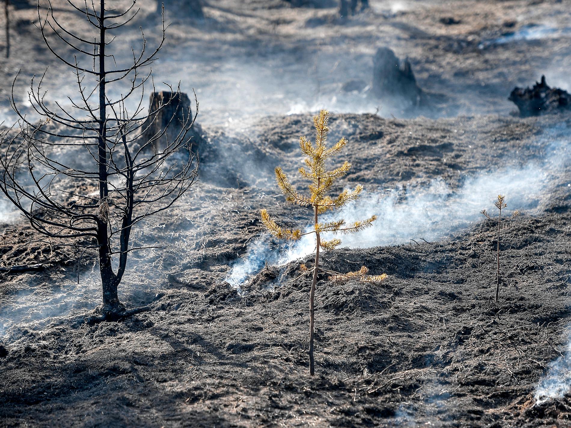 Eldhärjad skog släpper ut mer kol
