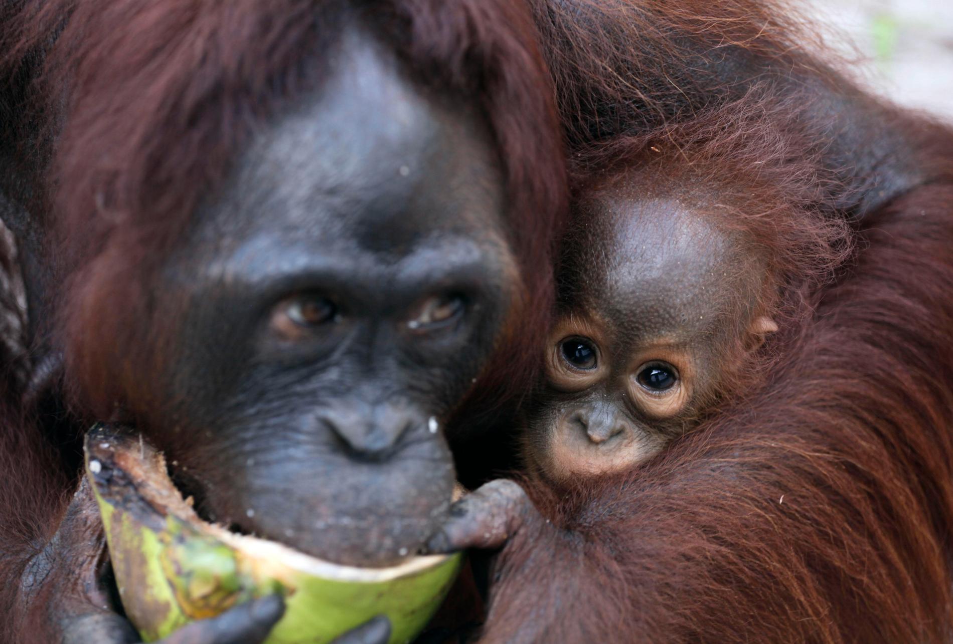 En orangutangunge sitter med sin mamma på Indonesien. På Indonesien har mycket regnskog skövlats för att tillgodose världsmarknaden med bland annat palmolja. Obs: Arkivbild.