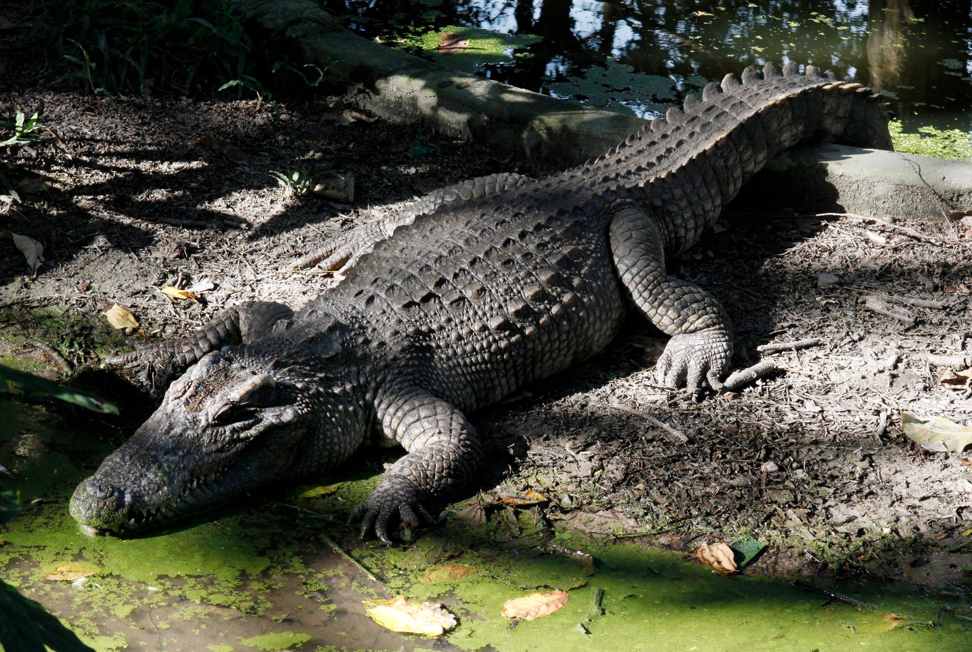 En avlägsen släkting till den nu siktade siamesiska krokodilen solar på ett djurskyddshem i Kambodja. Arkivbild.