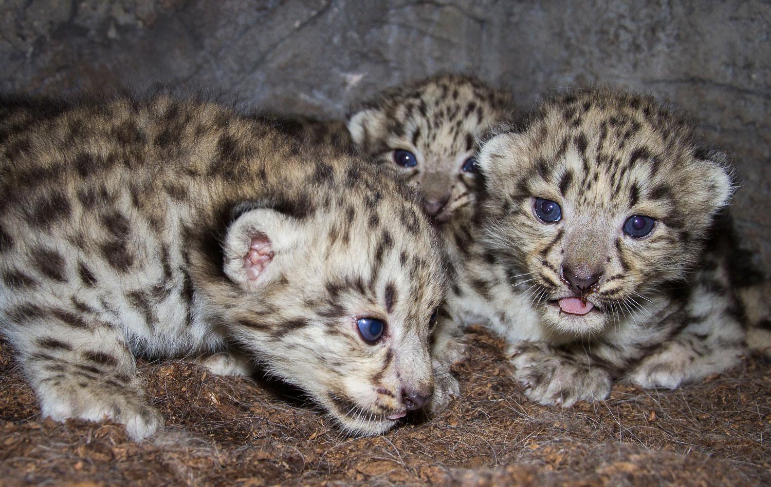 På Nordens Ark föder man upp utrotningshotade djur. Nyligen föddes tre snöleopardungar.