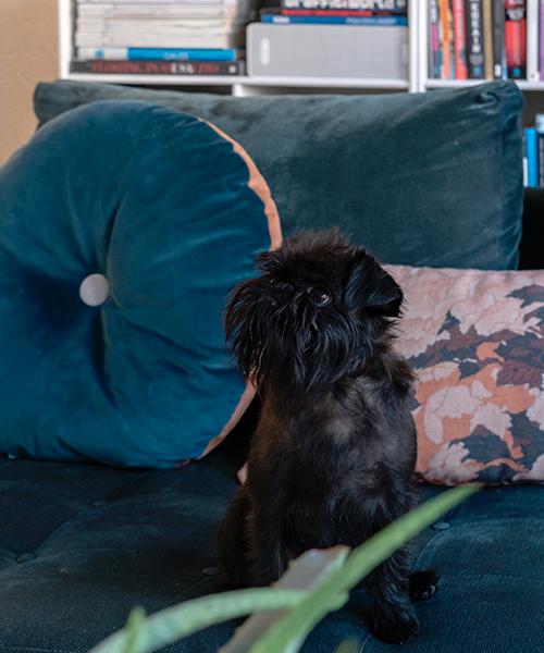 Familjens fyraåriga Griffon belge Pixie myser gärna i soffan.