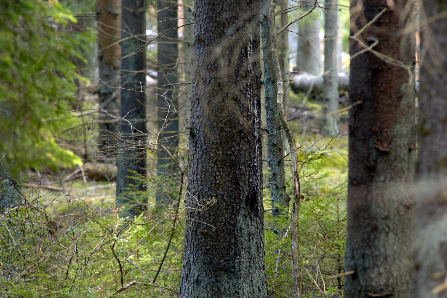 Borås stad varnar för att en trädsabotör härjar i Gässlösaskogen. Arkivbild.