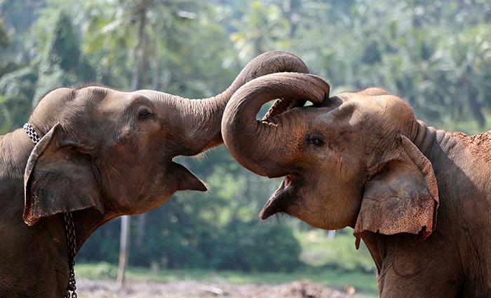 Elefanter som utnyttjas för ridning får ofta inte röra varandra