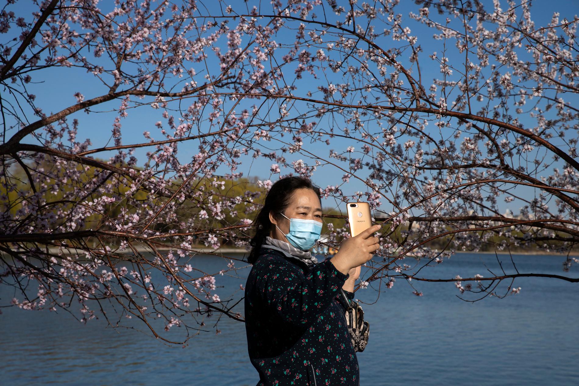 Kvinna med munskydd i ett vårlikt Peking på torsdagen. 