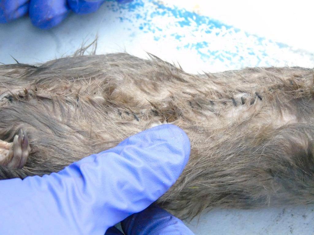 En av de tre råttor som hittades vid Guys Marsh-fängelset i sydvästra England.