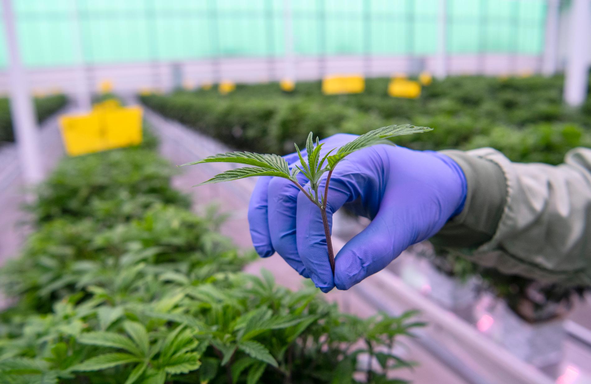 En stickling från en moderplanta i Aurora Nordics anläggning för odling av medicinsk cannabis i Odense i Danmark.