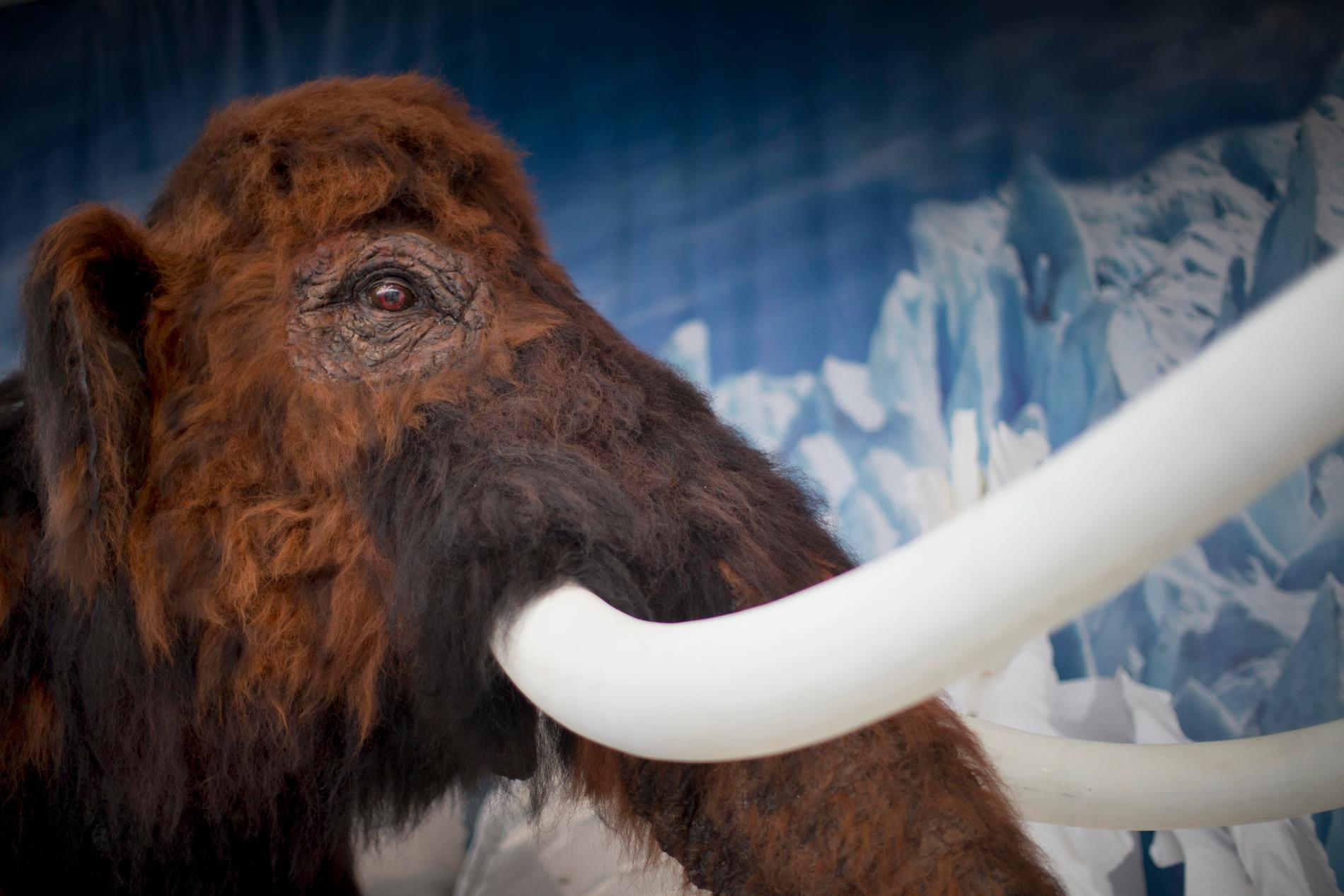 Den sibiriska mammuten dog enligt nya rön ut ut för 4 000 år sedan. På bilden en ullhårig mammut på Universeum i Göteborg. Arkivbild.