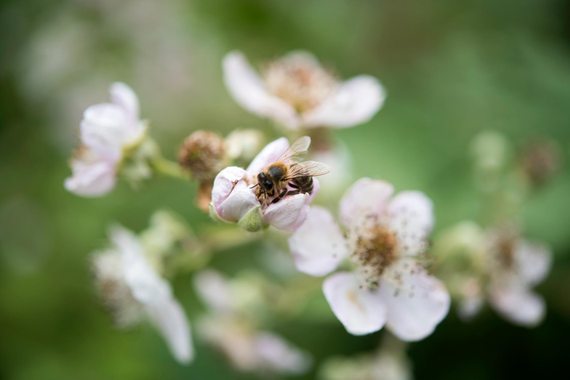 Naturskyddsföreningens kampanj ska ge fler blommor åt vilda bin. Arkivbild.