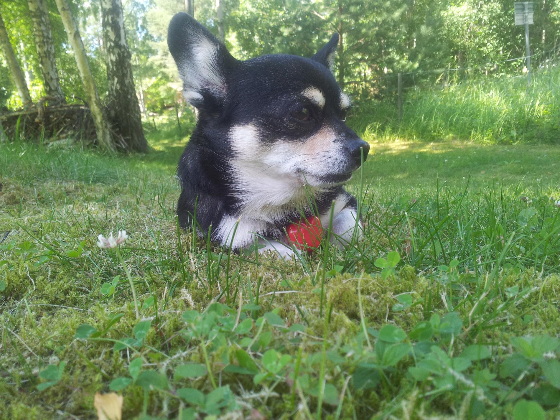 Ligga i gräset och njuta, skönt, hälsar Elvis från Ingarö.