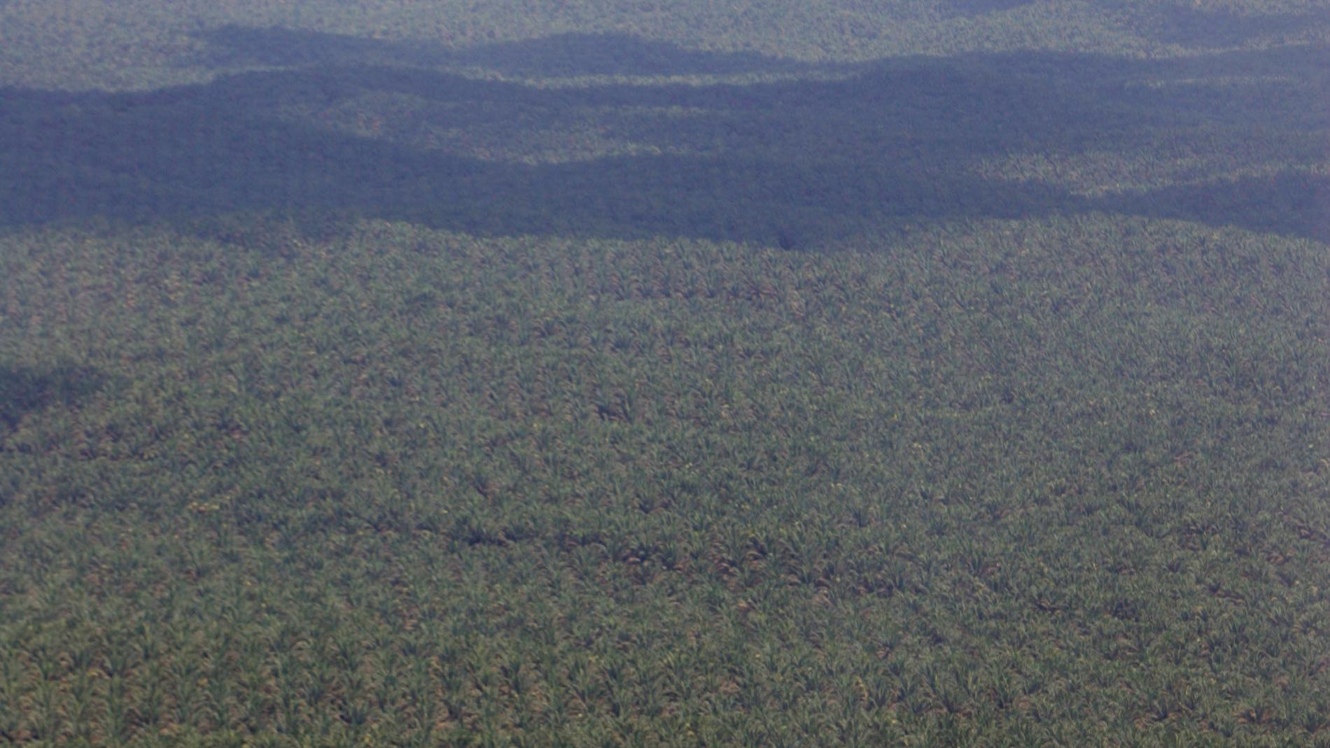 De indonesiska regnskogarna ruvar på många hemligheter. Arkivbild från Sumatra.