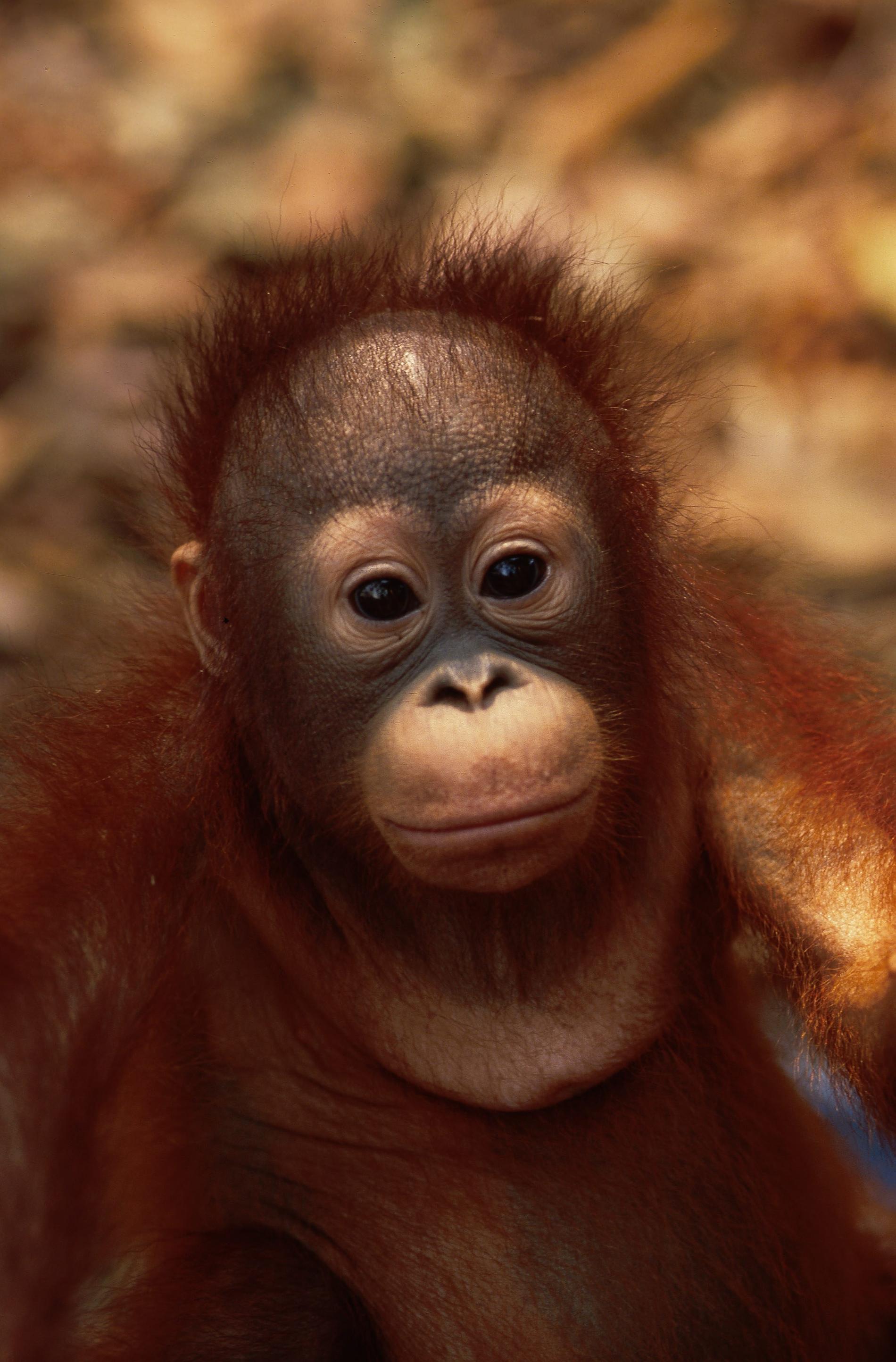 Oljepalmsplantager och tjuvjakt har drabbat orangutangerna på Borneo hårt. Men kanske har man nu lyckats hejda den nedåtgående trenden.