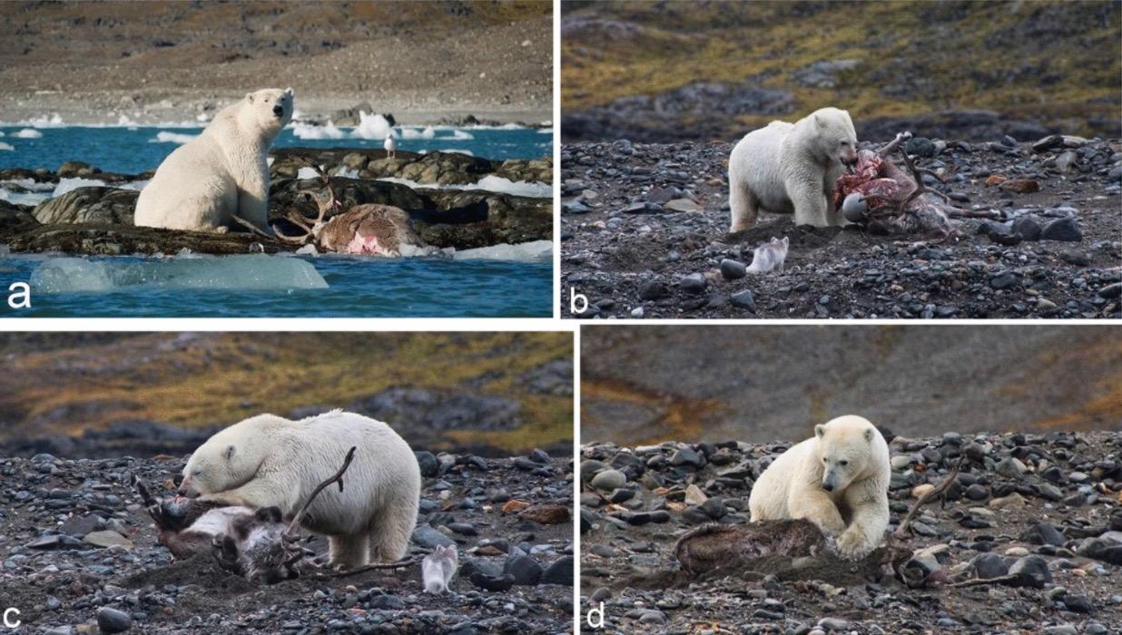 Isbjörnen åt 50 kilo kött på två dagar efter att ha dödat renen.