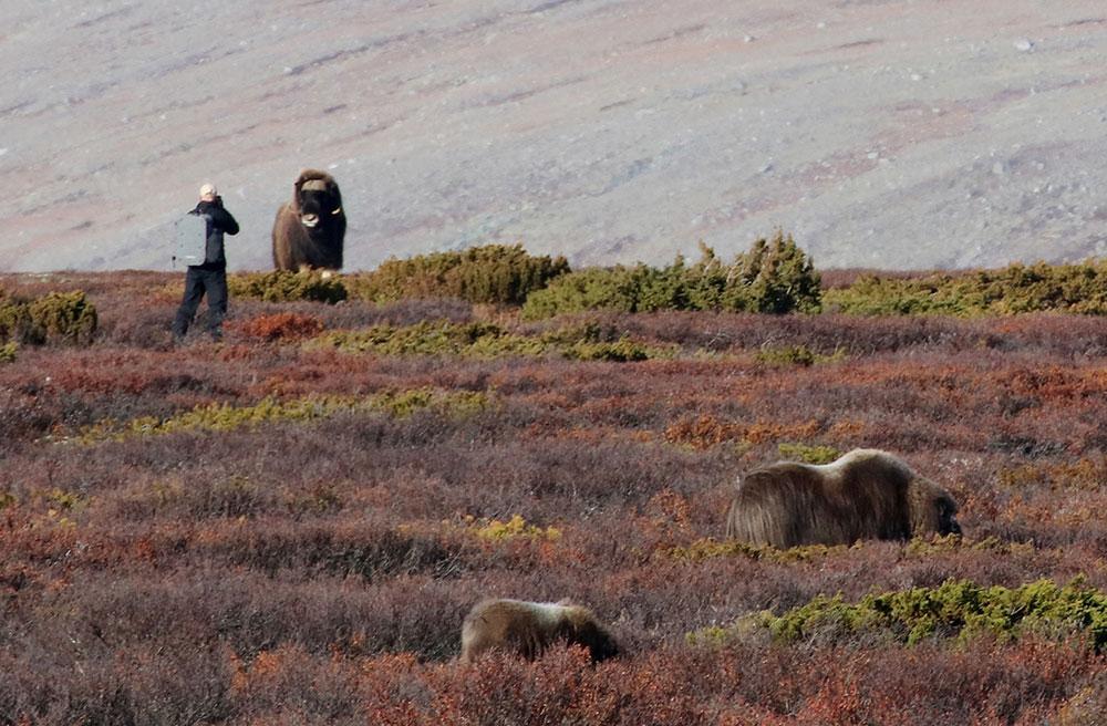 Tre svenska fotografer hade tagit sig förbi varningsskyltar för att komma nära myskoxarna