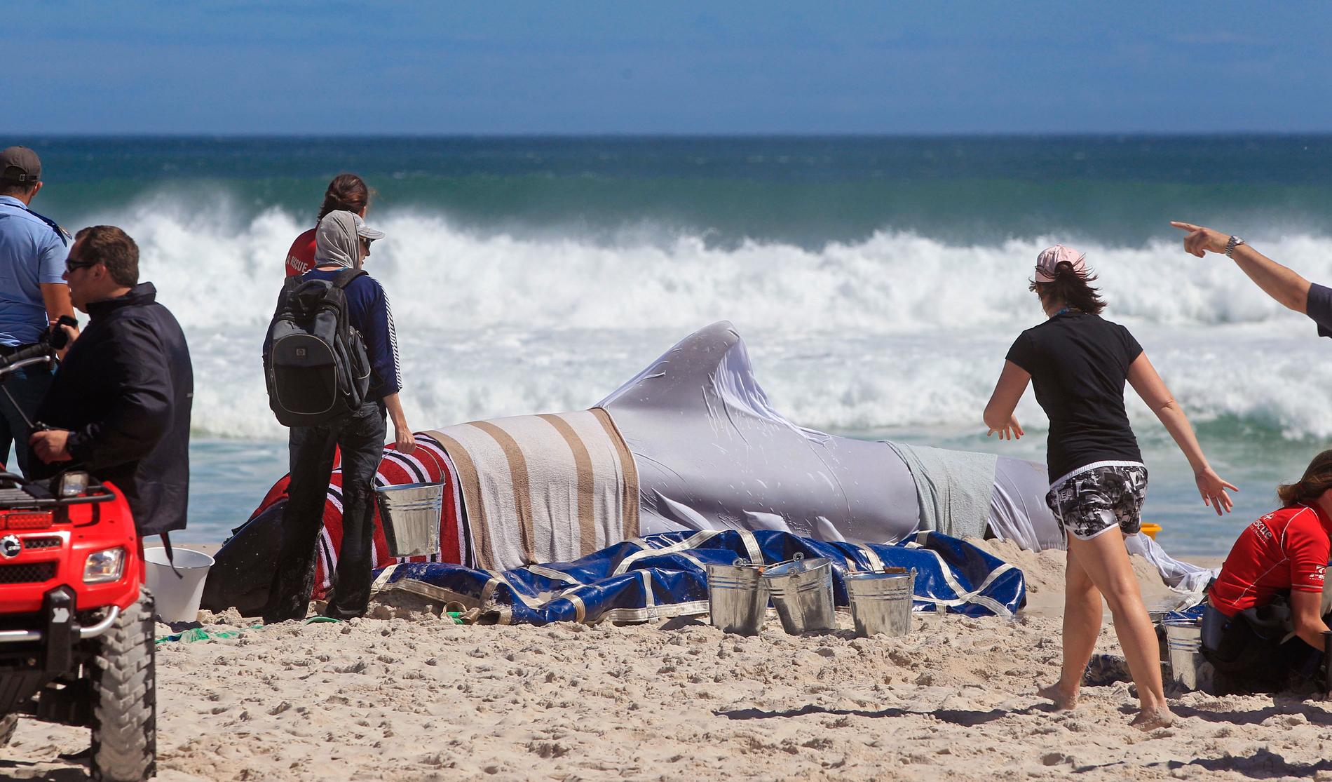 I Australien pågår träning på en uppblåsbar grindval för att kunna hjälpa framtida strandade valar, likt denna val som strandade strax utanför Kapstaden i Sydafrika 2013.