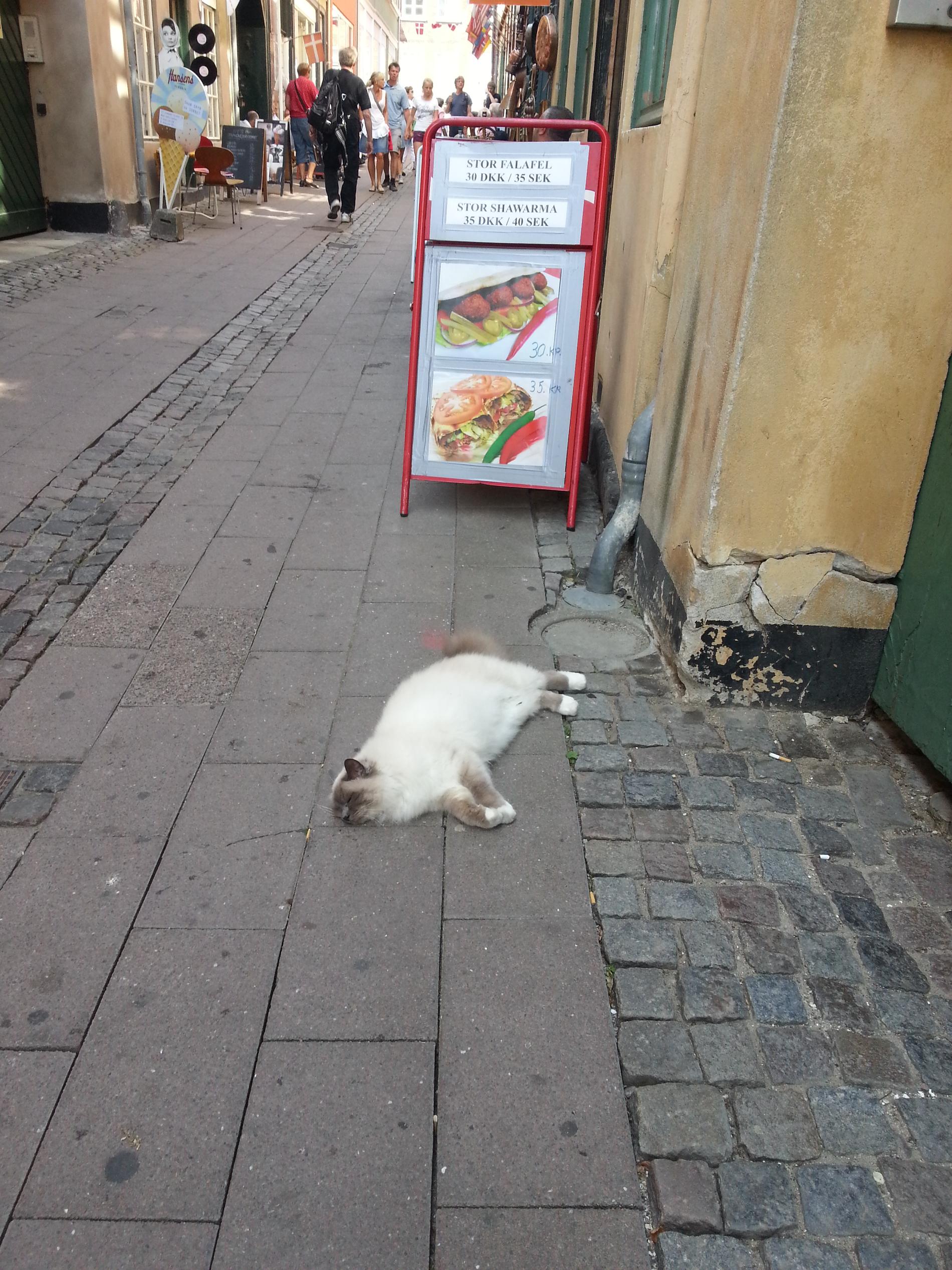 Den här godingen, en katt av rasen helig birma, tog lite semester i Helsingör.